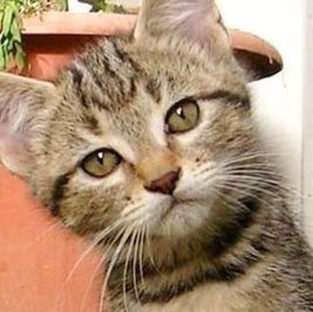 Dianna's Test Article